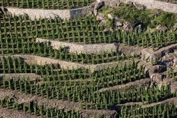 Grenache: A Jóia dos Vinhedos do Sul da França