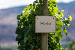 Vinhos Merlot da região de Bordeaux: uma tradição centenária