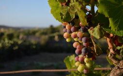 O Charme do Enoturismo em Portugal: Dicas e Destinos