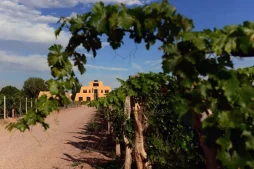 Turismo Sustentável: Vinícolas Orgânicas na América do Sul
