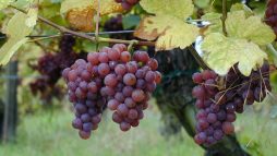 As Diferentes Variedades de Uvas do Vinho Verde e Seus Sabores