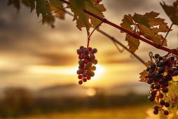 Vinhos Naturais e as Uvas Mais Adaptáveis