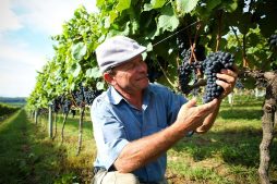 O Papel das Uvas no Fortalecimento das Identidades Regionais