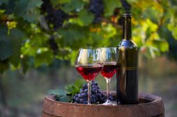 Vinhos Orgânicos e Biodinâmicos: As Uvas Mais Apropriadas