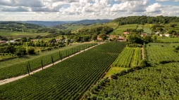 Roteiros de Luxo: Enoturismo de Alto Padrão na América do Sul