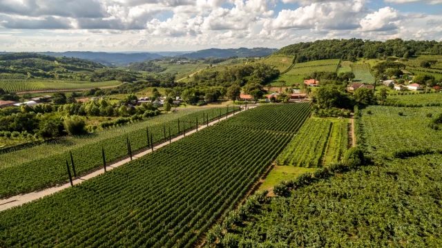 Roteiros de Luxo: Enoturismo de Alto Padrão na América do Sul