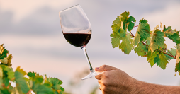 Explorando Vinhos Rosés: Um Roteiro Pelas Regiões Vinícolas
