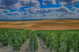 A Influência do Terroir nas Uvas de Vinho