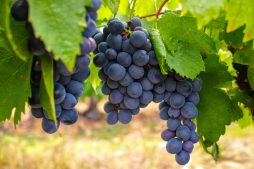 Uvas Ícones: Conhecendo as Variedades de Uva